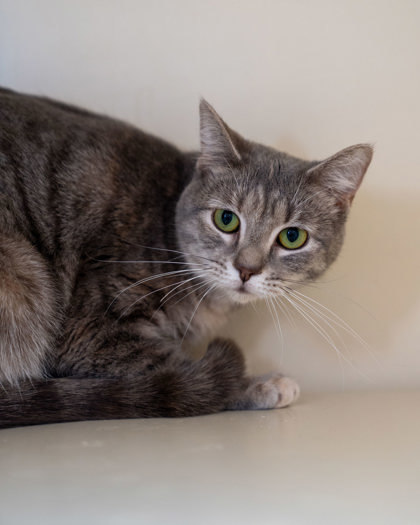 Olivia, an adoptable Domestic Short Hair in Pequot Lakes, MN, 56472 | Photo Image 2