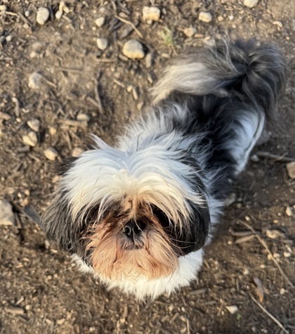 Milo