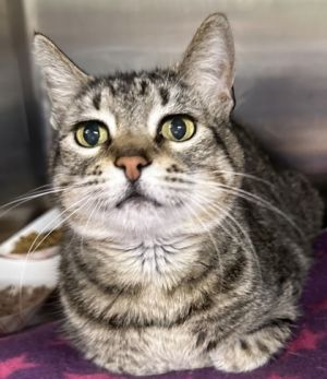 Squeaky, Adult Female Domestic Short Hair