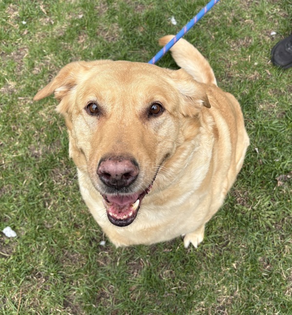 Harley, an adoptable Labrador Retriever, Husky in Pickering, ON, L1V 6K7 | Photo Image 1