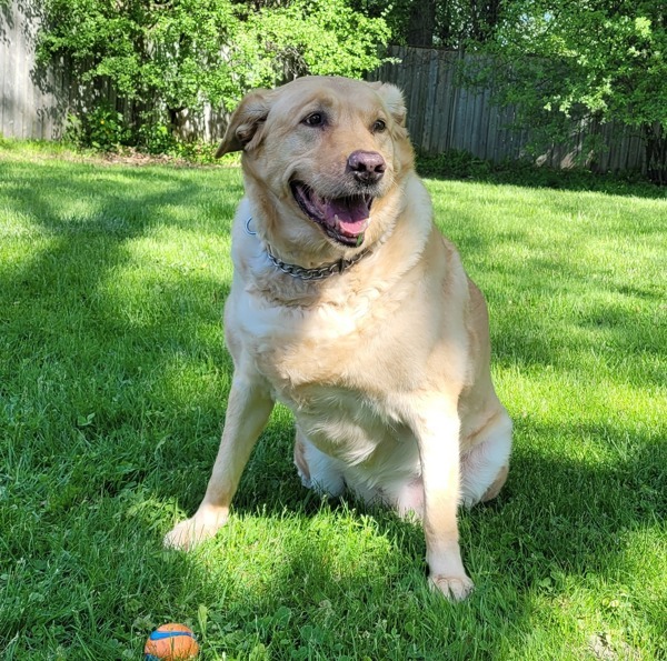 Harley, an adoptable Labrador Retriever, Husky in Pickering, ON, L1V 6K7 | Photo Image 2