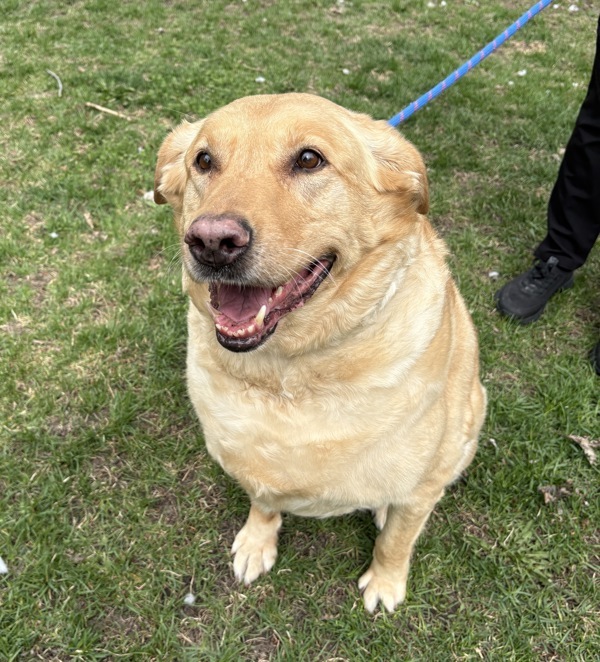 Harley, an adoptable Labrador Retriever, Husky in Pickering, ON, L1V 6K7 | Photo Image 3