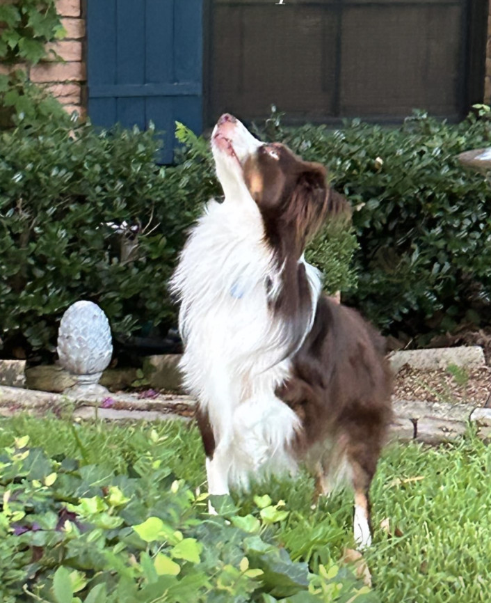 Rolo