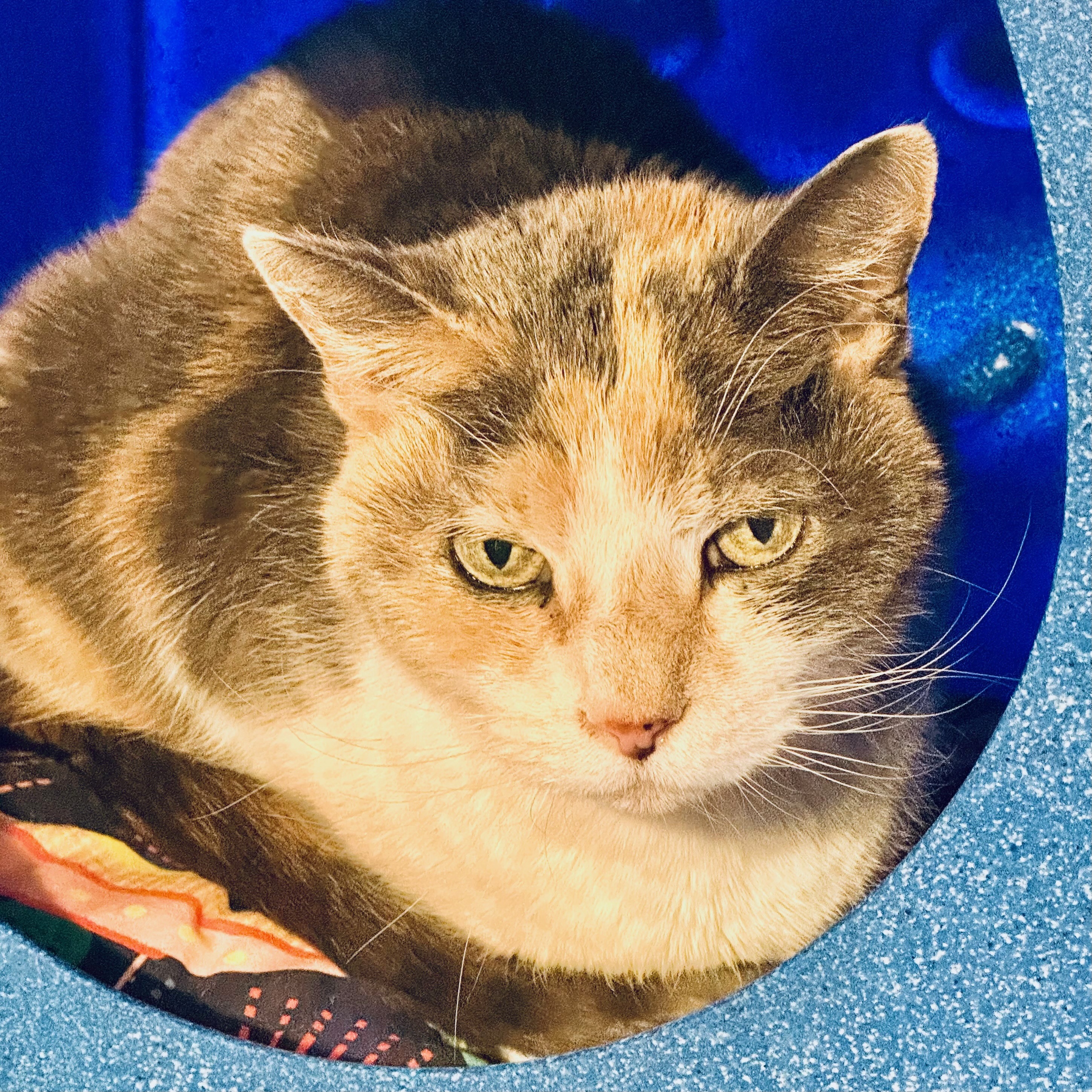 Kitty Kiki, an adoptable Domestic Short Hair in Santa Fe, NM, 87501 | Photo Image 1