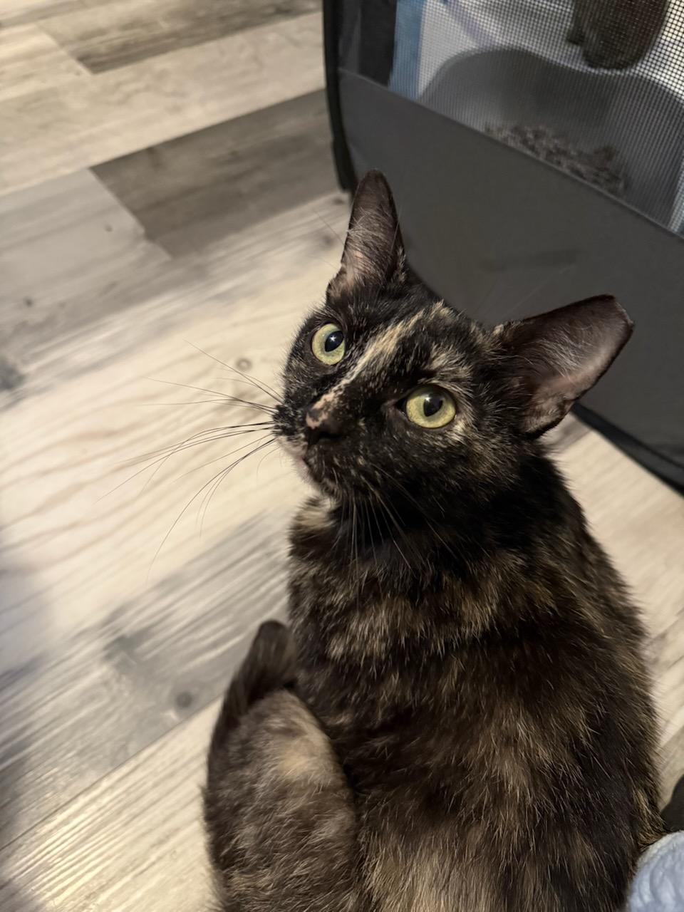 Spot