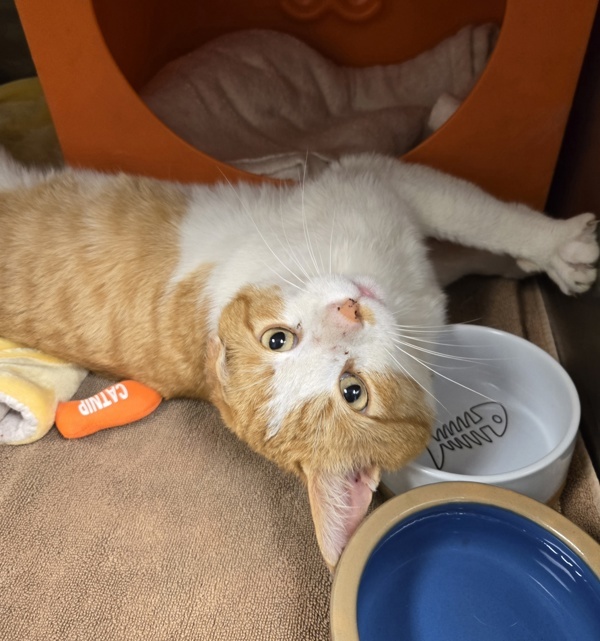 Cheddar Bob