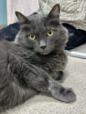 Koda