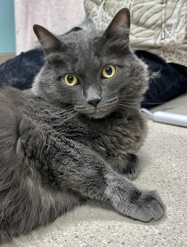 Koda