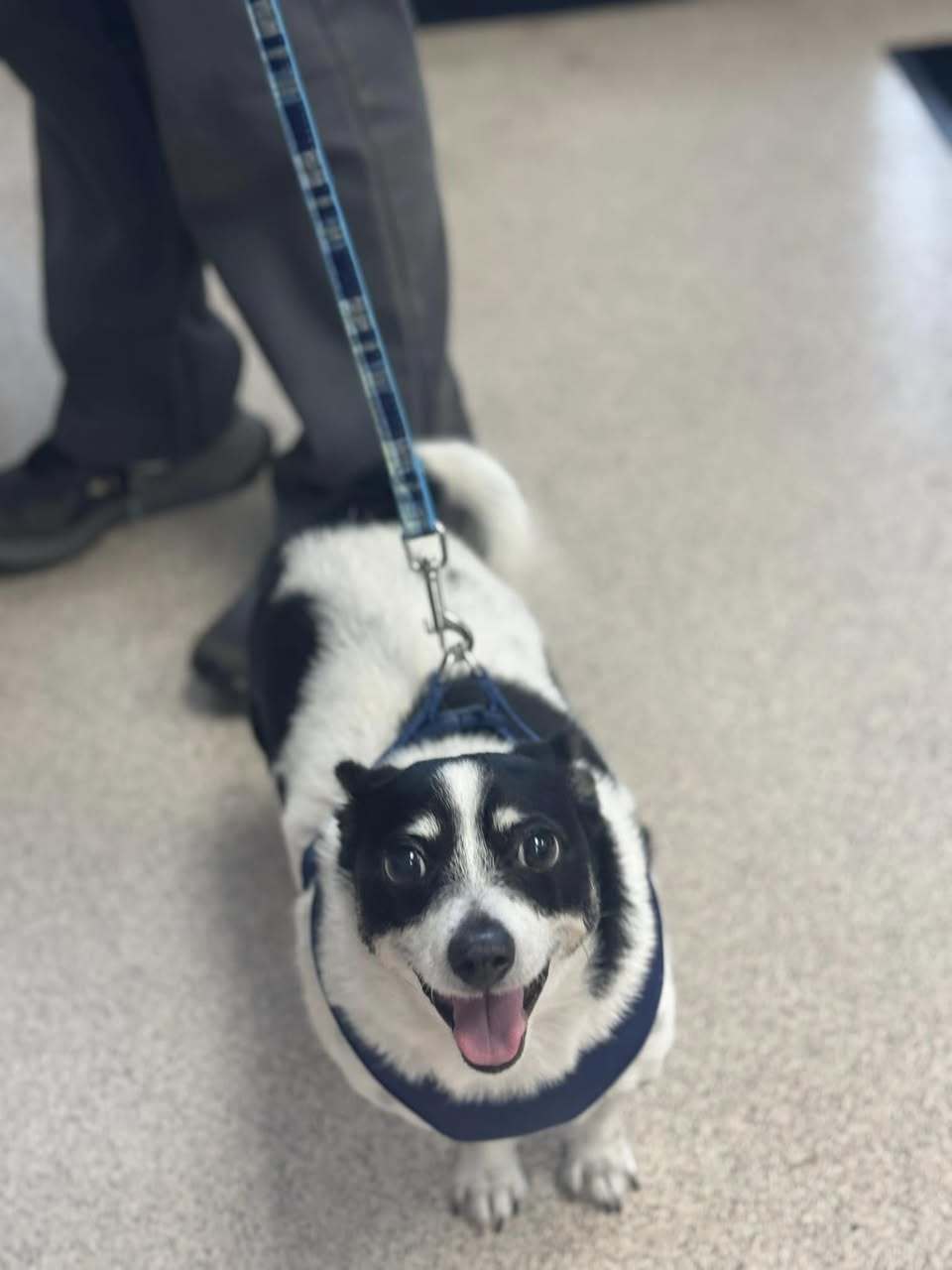 Oreo