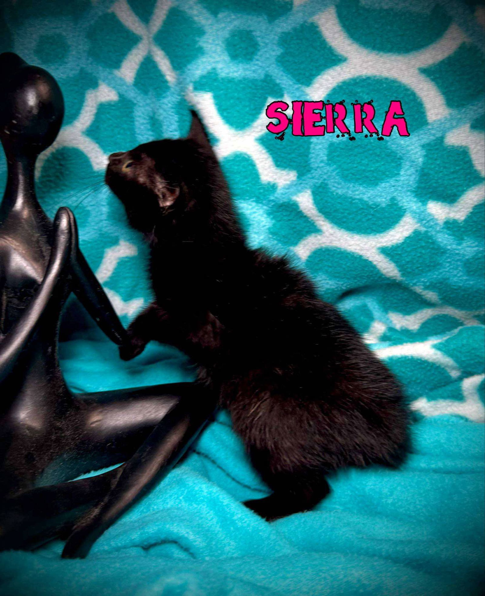 Sierra