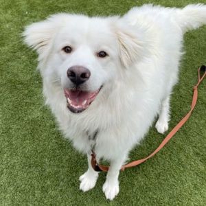 Frosty, Adult Male Great Pyrenees