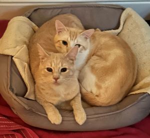 All of our dogs are spayedneutered shots current DHPP Bordetella and Rabies where applicable d
