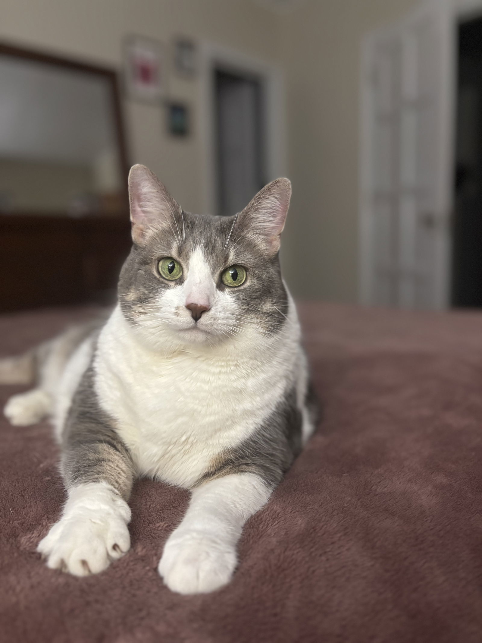 Miss Kitty
