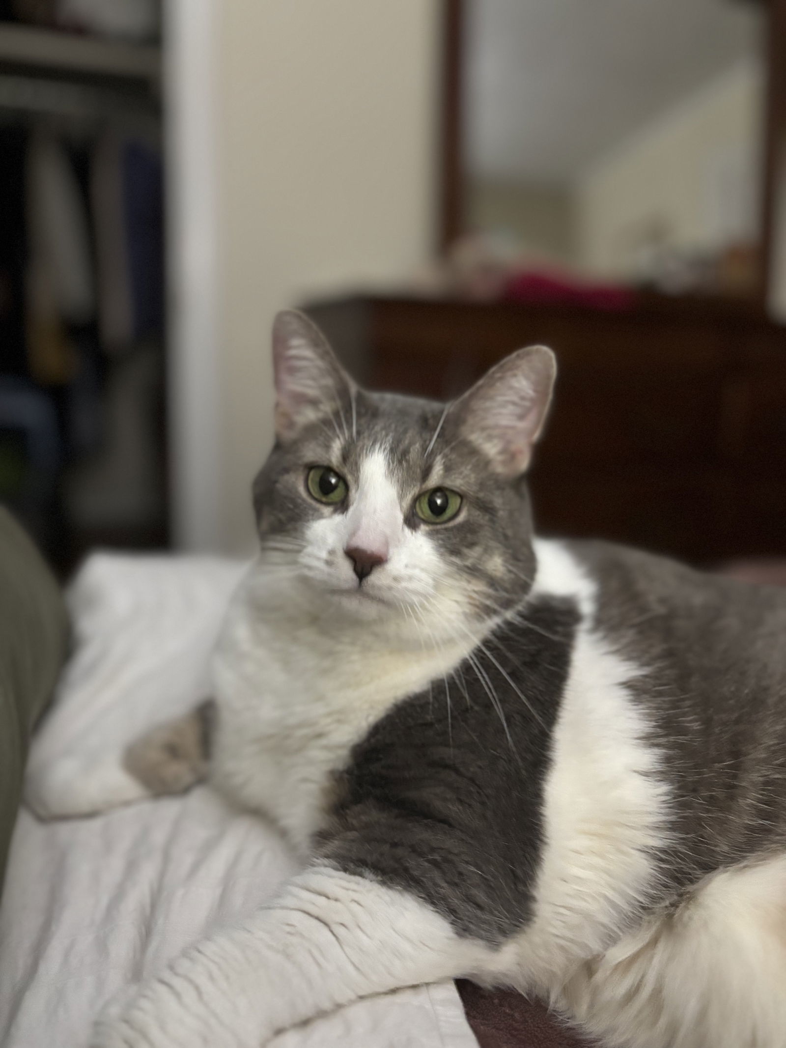 Miss Kitty