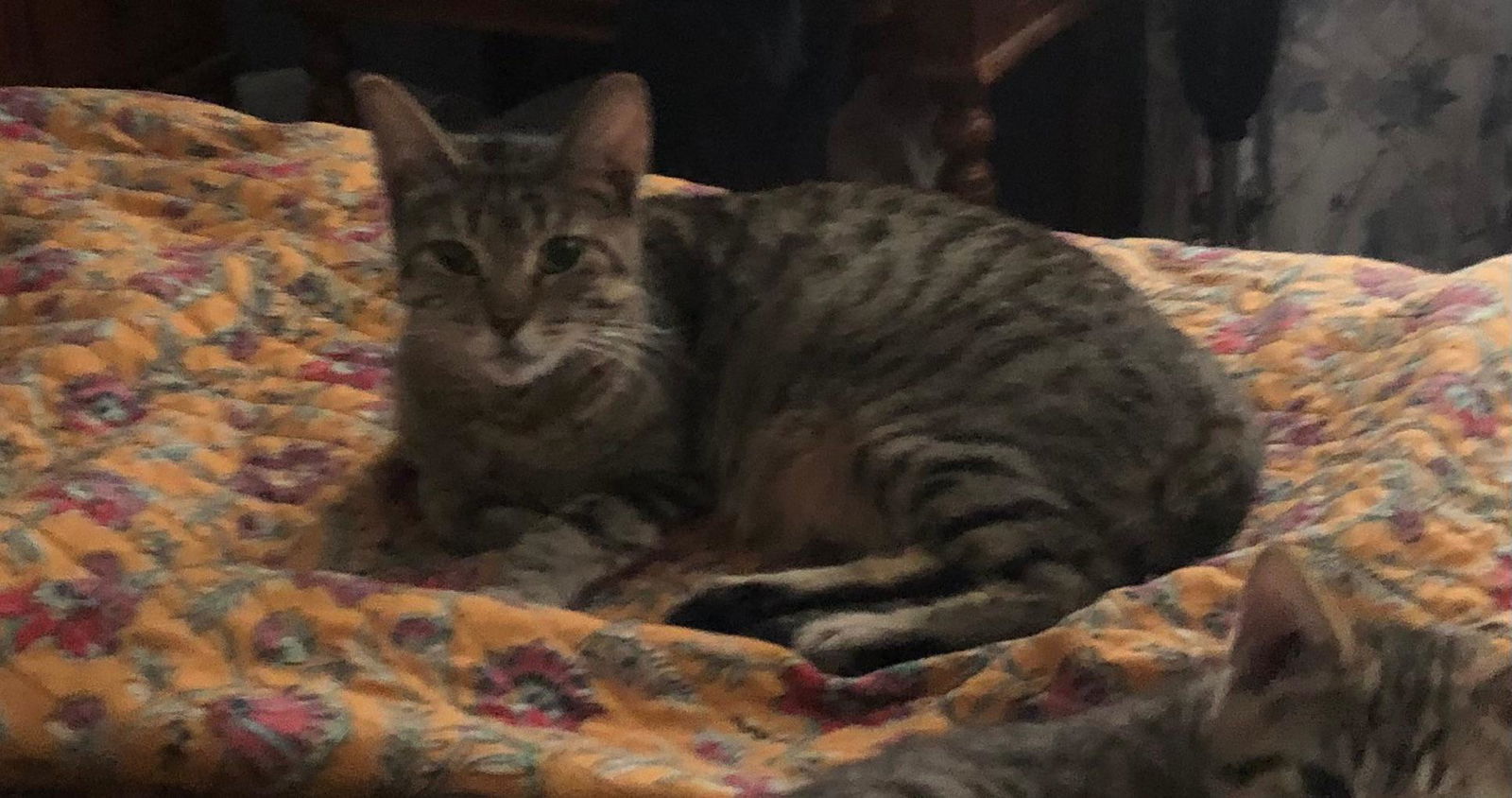 Lily