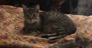 Lily, Adult Female Tabby