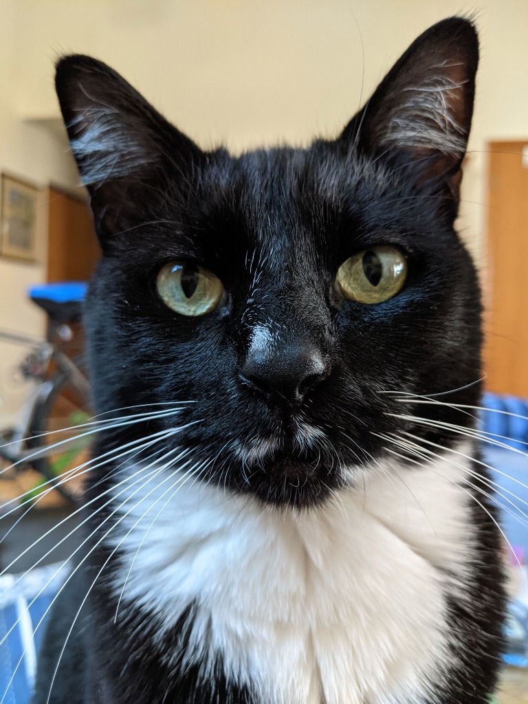 Banjo