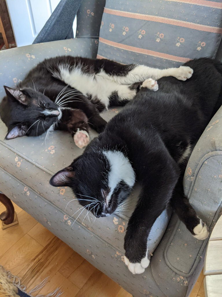 Banjo