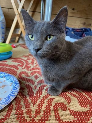 Courtesy List: Little Monkey, Young Female Domestic Short Hair