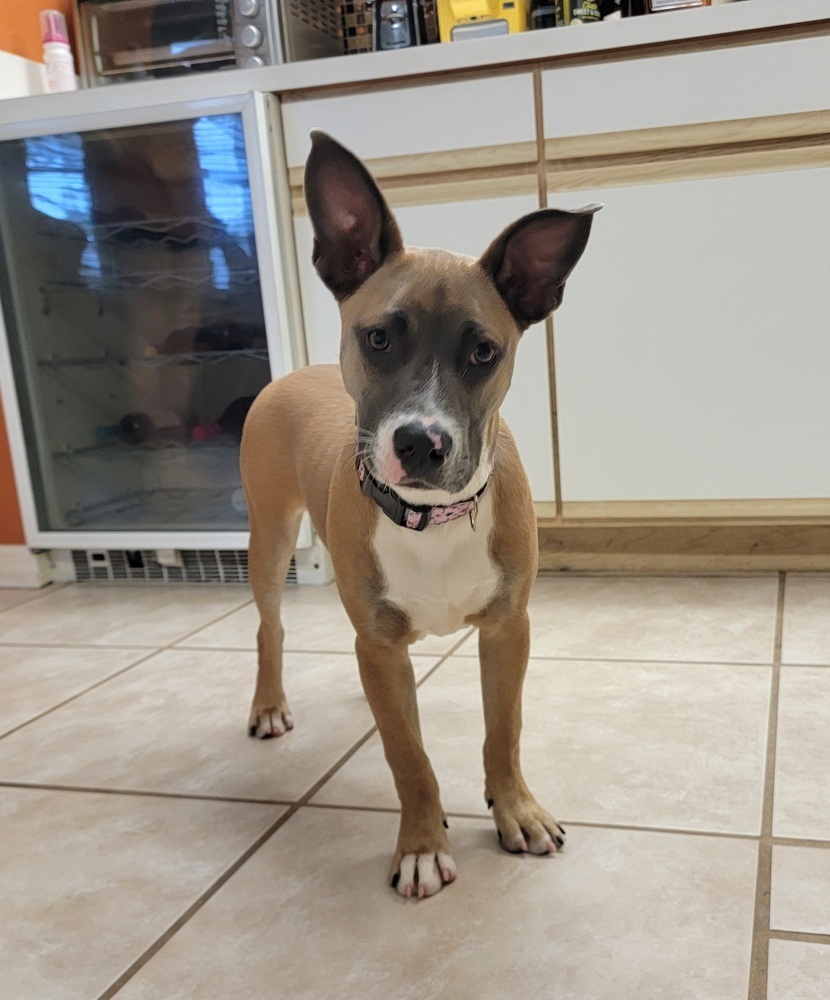 Stella (Fawn)