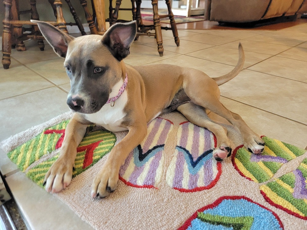 Stella (Fawn)