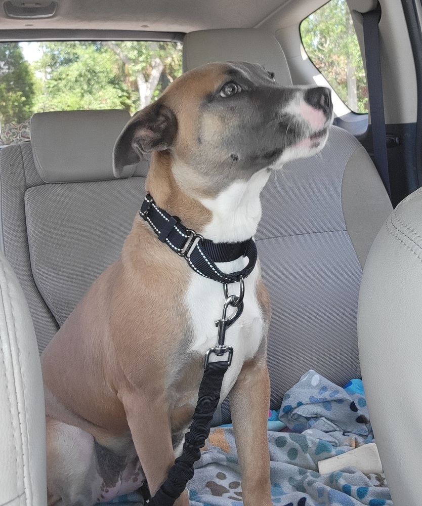 Stella (Fawn)