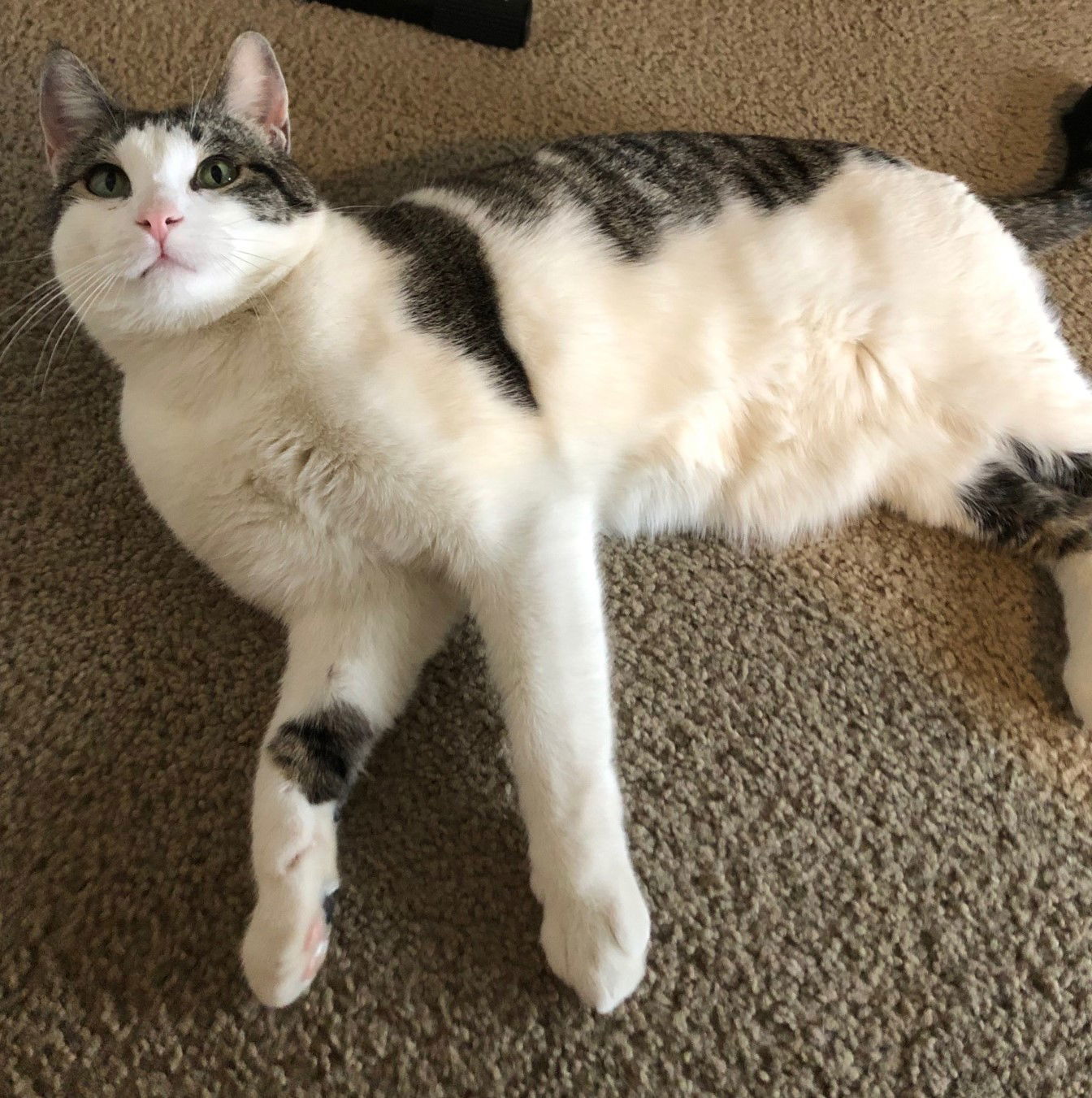 Buddy Boy