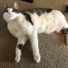 Buddy Boy photo 1