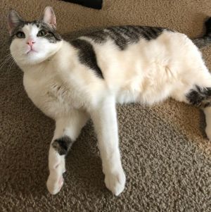 Buddy Boy, Adult Male Tabby