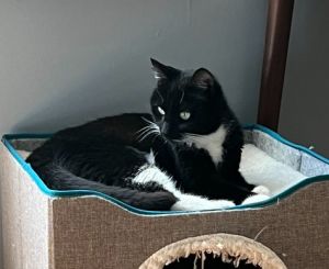 Lyra, Young Female Domestic Short Hair