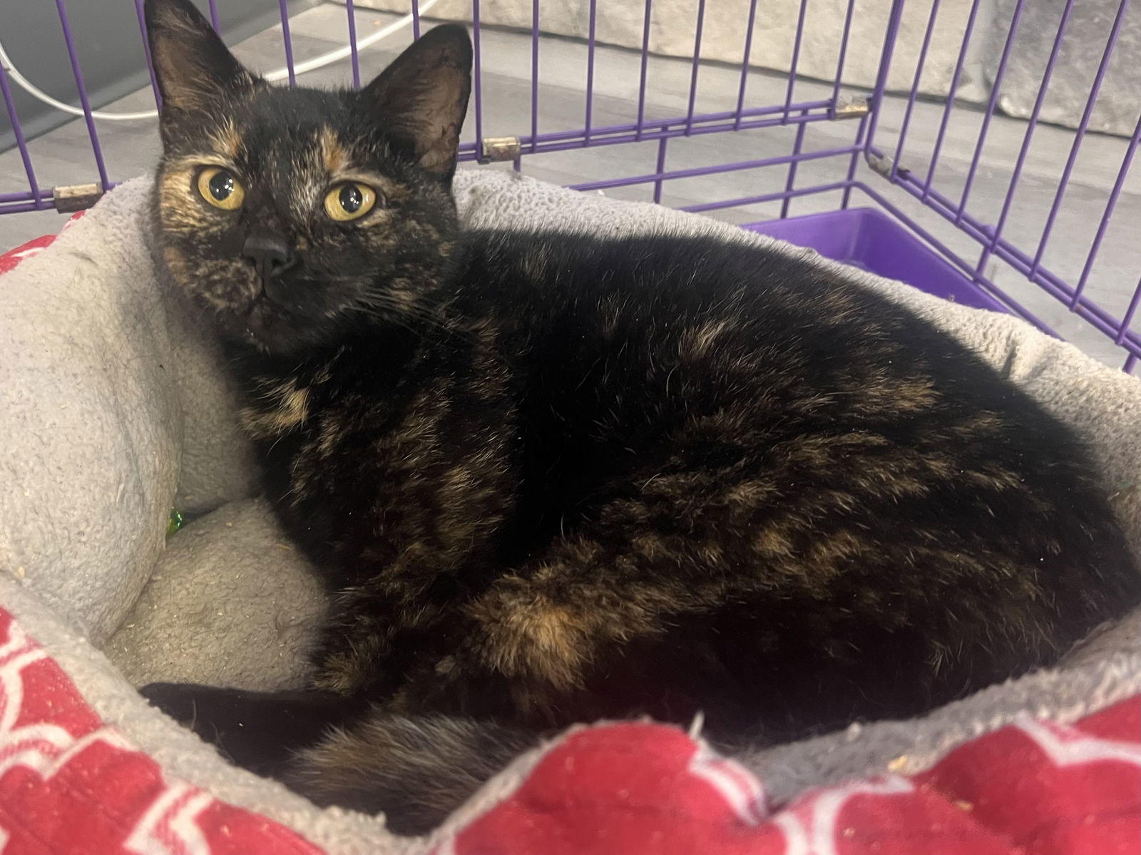 Pookie- Must Apply in Person !