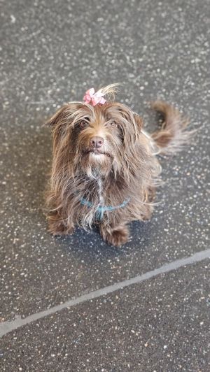 Kylie is a 2-5 year-old 15-pound female terrier mix from Alabama Kylie was rescued from a known ab