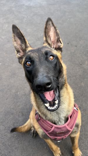 Meet Sona the smart sensitive sweetheart looking for her perfect match Sona is