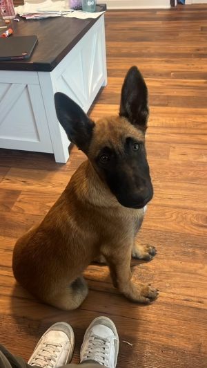 Meet Venice Your New Best Friend  Venice is a playful affectionate Belgian Mal