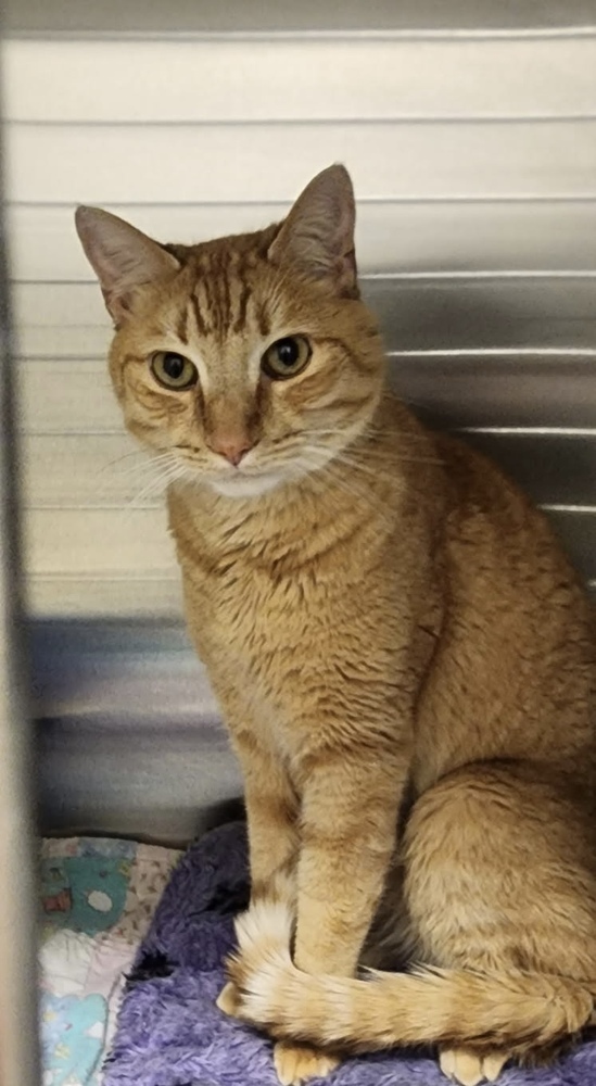 Dusty, an adoptable Domestic Short Hair in Bend, OR, 97701 | Photo Image 1
