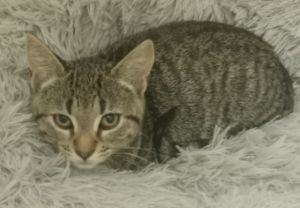 Anastasia (Ana), Baby Female Domestic Short Hair