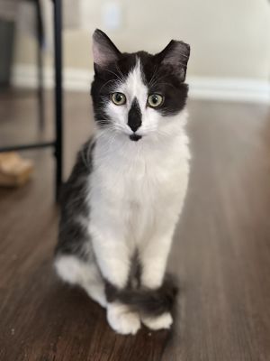 Jacqueline SC, Baby Female Domestic Long Hair