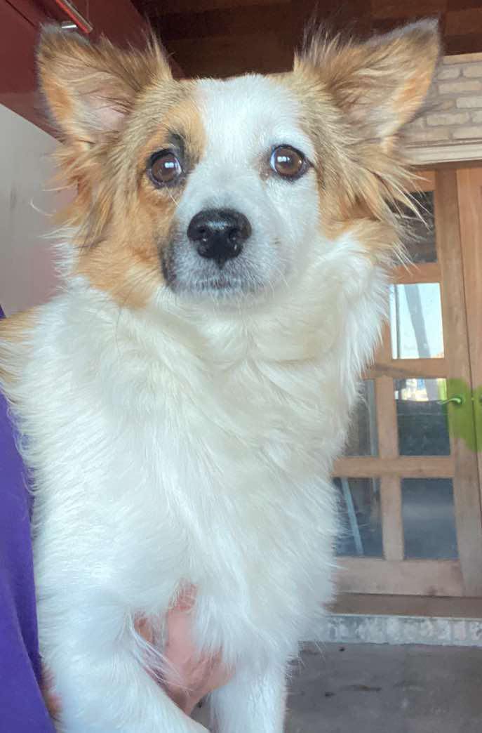 Matilda, an adoptable Jack Russell Terrier, Papillon in Panama City, FL, 32409 | Photo Image 1