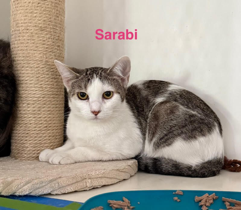 Sarabi
