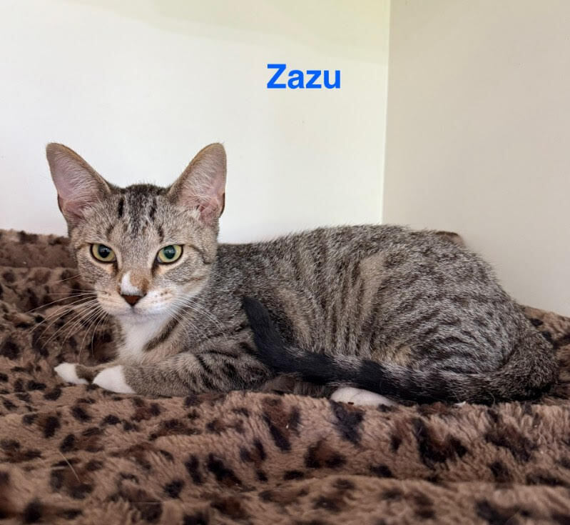 Zazu