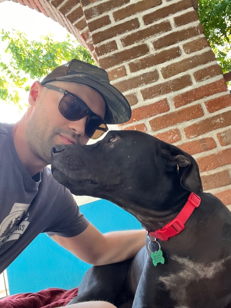 ZEPPLIN, an adoptable Bull Terrier, Labrador Retriever in Langley, BC, V2Y 3K1 | Photo Image 2
