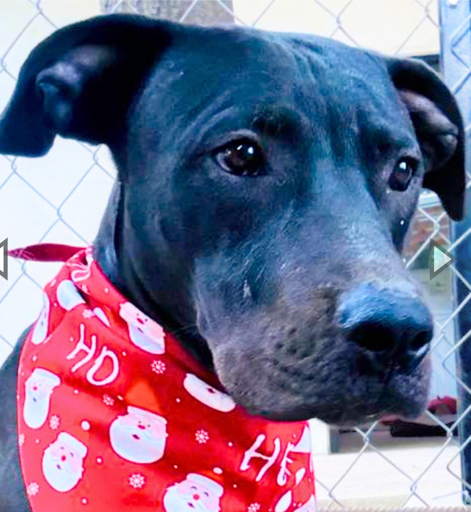 ZEPPLIN, an adoptable Bull Terrier, Labrador Retriever in Langley, BC, V2Y 3K1 | Photo Image 3