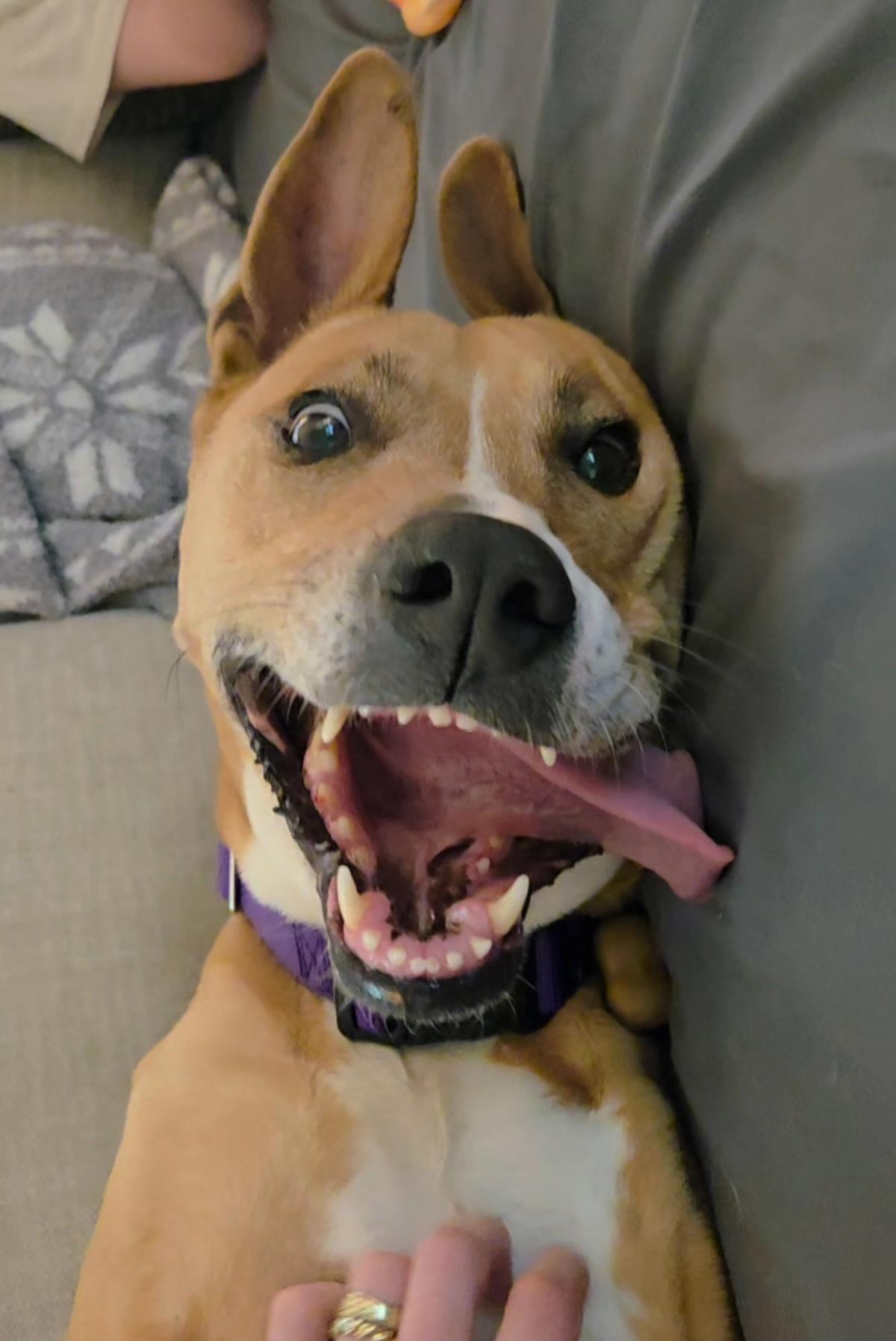 Lulu, an adoptable Shepherd, Basenji in Gainesville, GA, 30505 | Photo Image 1