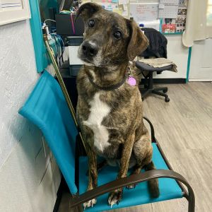 Sophie (Acacia), Adult Female German Shepherd Dog