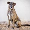 Sophie (Acacia) photo 6