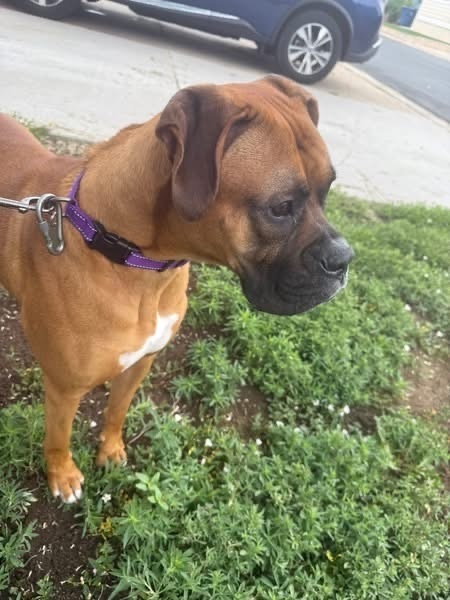 Milo