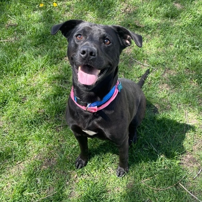 Cupcake von Pepsi (Luna)
