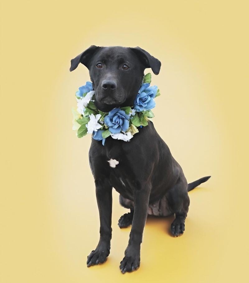 Cupcake von Pepsi (Luna)