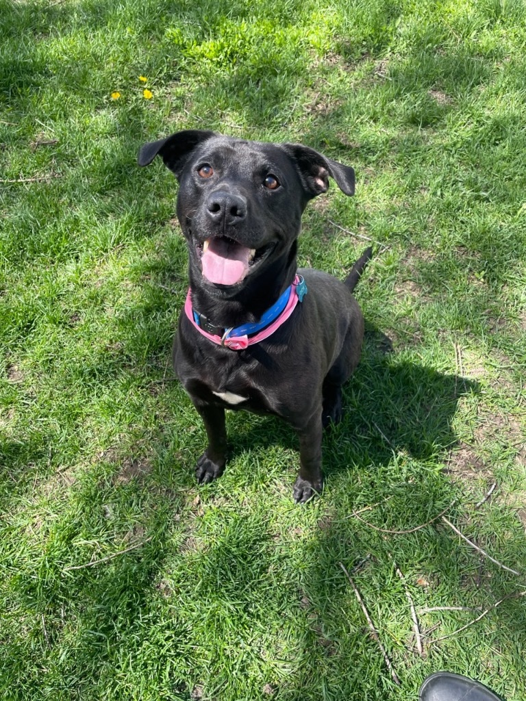 Cupcake von Pepsi (Luna)