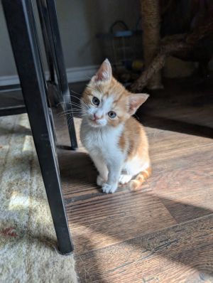 Pickles, Baby Male Domestic Short Hair